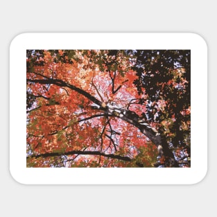 Autumn Branches Sticker